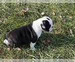 Small Photo #8 English Bulldogge Puppy For Sale in THOMPSON RDG, NY, USA