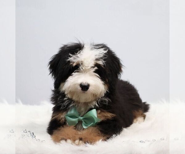 Medium Photo #1 Bernedoodle (Miniature) Puppy For Sale in LIVINGSTON, WI, USA