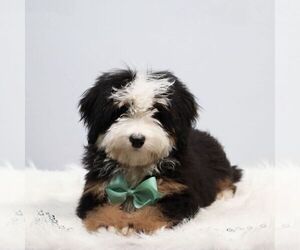 Bernedoodle (Miniature) Puppy for sale in LIVINGSTON, WI, USA