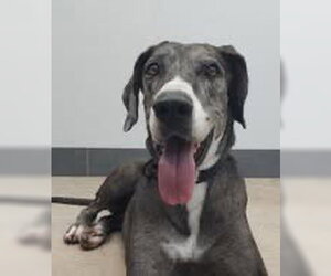 Great Dane Dogs for adoption in Bullard, TX, USA