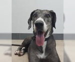 Nelly - Female Great Dane Dog for Adoption - Small photo