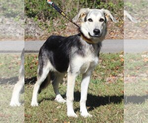 Huskies -Unknown Mix Dogs for adoption in Prattville, AL, USA