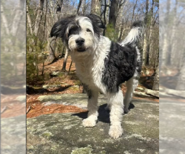 Medium Photo #2 Mutt Puppy For Sale in Cranston, RI, USA