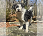 Small #1 Mutt