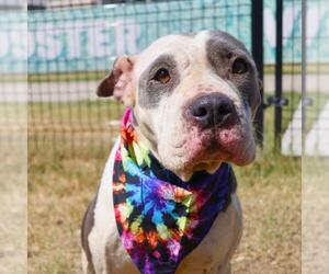 American Staffordshire Terrier-Unknown Mix Dogs for adoption in San Antonio, TX, USA