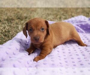 Dachshund Puppy for sale in ORO VALLEY, AZ, USA