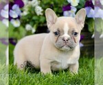 Small #3 French Bulldog