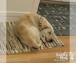 Small #10 Labrador Retriever Mix