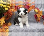 Puppy 4 Miniature Australian Shepherd