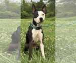 Small #4 American Pit Bull Terrier Mix