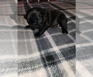 French Bulldog Puppy for sale in CENTER, KY, USA