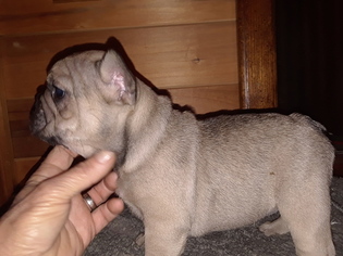 French Bulldog Puppy for sale in MOREHEAD, KY, USA