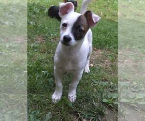Chihuahua-Unknown Mix Dogs for adoption in Arlington, WA, USA
