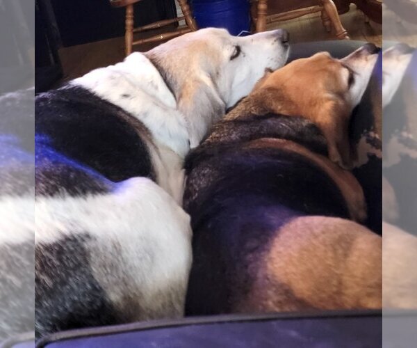 Medium Photo #3 Beagle-Unknown Mix Puppy For Sale in Fairfax, VA, USA