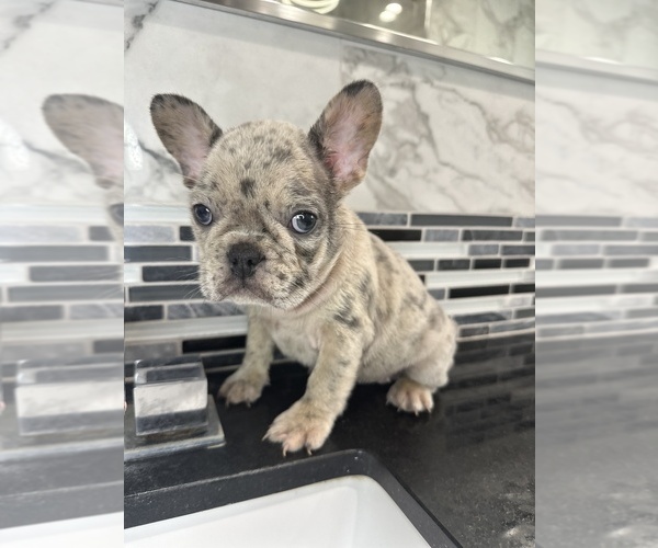 Medium Photo #2 French Bulldog Puppy For Sale in DENVER, CO, USA