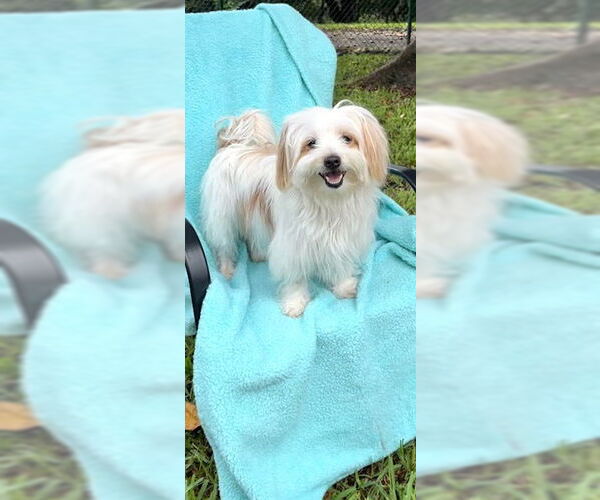 Medium Photo #11 Maltese Puppy For Sale in Weston, FL, USA