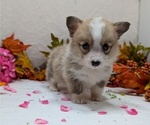 Small Photo #10 Pembroke Welsh Corgi Puppy For Sale in GOSHEN, IN, USA