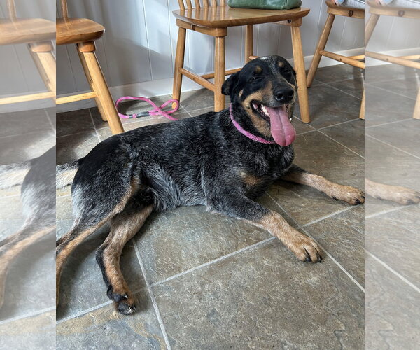 Medium Photo #6 Mutt Puppy For Sale in Monticello, MS, USA