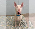 *ARCHIBALD - Male Bull Terrier Dog for Adoption - Small photo