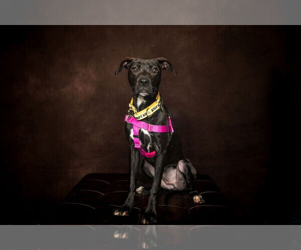 Medium Photo #6 American Pit Bull Terrier-Unknown Mix Puppy For Sale in Catasauqua, PA, USA