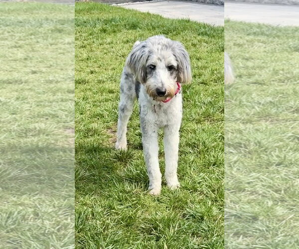 Medium Photo #2 Poodle (Standard)-Unknown Mix Puppy For Sale in Wakefield, RI, USA