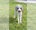 Small #1 Poodle (Standard) Mix