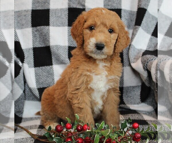 Medium Photo #1 Goldendoodle-Poodle (Standard) Mix Puppy For Sale in LEOLA, PA, USA