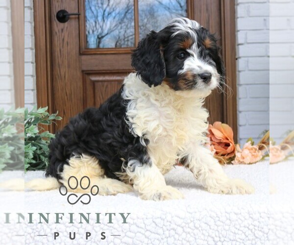 Medium Photo #3 Cavapoo (Miniature) Puppy For Sale in NARVON, PA, USA