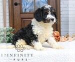 Small #2 Cavapoo (Miniature)