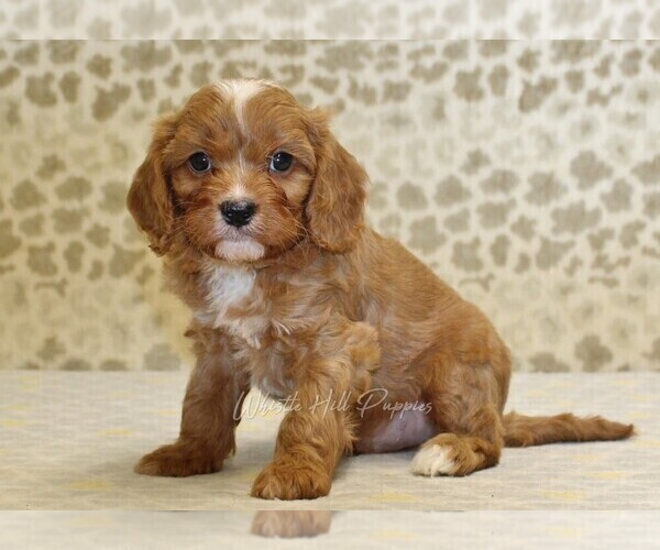 Medium Photo #4 Cavapoo Puppy For Sale in DENVER, PA, USA