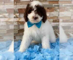 Poodle (Standard) Puppy for sale in KISSIMMEE, FL, USA