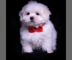 Puppy Zippy Maltese
