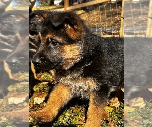 Medium Photo #3 German Shepherd Dog Puppy For Sale in MINNETONKA, MN, USA
