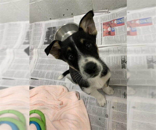 Medium Photo #1 Siberian Husky Puppy For Sale in Fairbanks, AK, USA