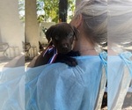 Small Photo #12 Labrador Retriever Puppy For Sale in SIMI VALLEY, CA, USA