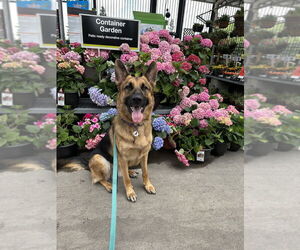 German Shepherd Dog Dogs for adoption in West Sacramento, CA, USA