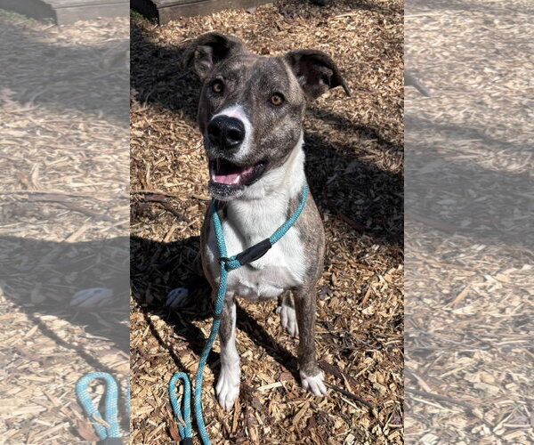 Medium Photo #2 Mountain Cur-Plott Hound Mix Puppy For Sale in Rustburg, VA, USA