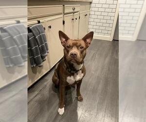 American Staffordshire Terrier-Unknown Mix Dogs for adoption in San Antonio, TX, USA