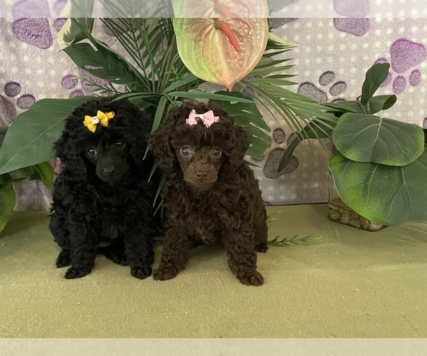 Medium Photo #1 Poodle (Toy) Puppy For Sale in WINSTON SALEM, NC, USA