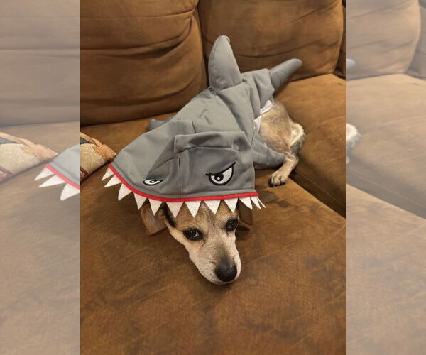 Medium Photo #4 Beagle-Unknown Mix Puppy For Sale in MIDWAY, UT, USA