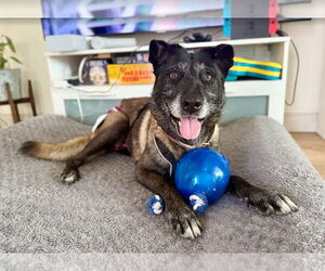 August - Female Mutt Dog for Adoption - Photo #2