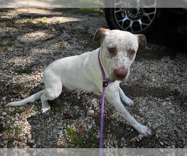 Medium Photo #1 American Pit Bull Terrier-Unknown Mix Puppy For Sale in Conroe, TX, USA