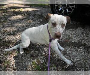 American Pit Bull Terrier-Unknown Mix Dogs for adoption in Conroe, TX, USA