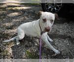Small American Pit Bull Terrier Mix