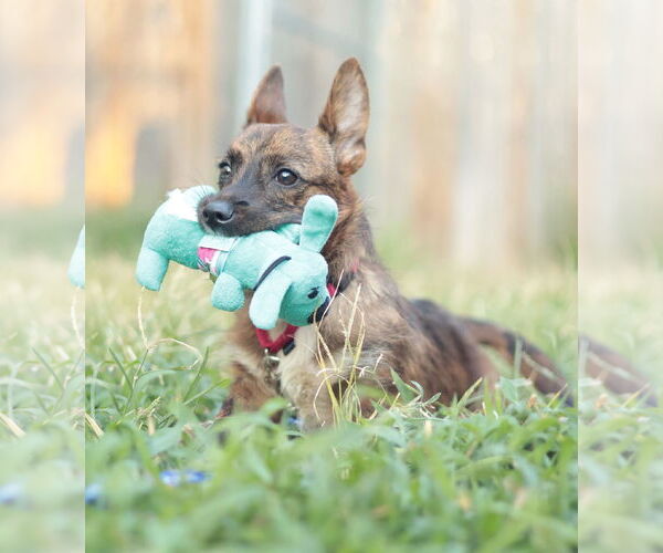 Medium Photo #15 Mutt Puppy For Sale in Philadelphia, PA, USA