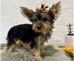 Small #5 Yorkshire Terrier