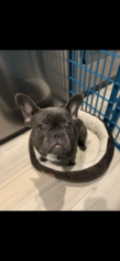 French Bulldog Puppy for sale in OSTEEN, FL, USA