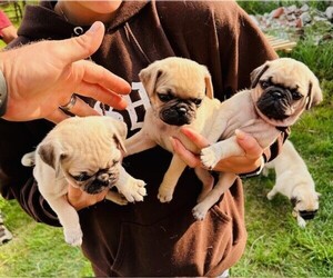 Pug Puppy for sale in CEDAR SPRINGS, MI, USA
