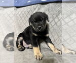 Small #1 Labrador Retriever Mix