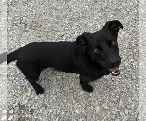 Bull - Male Dachshund-Retriever  Mix Dog for Adoption - Photo #2
